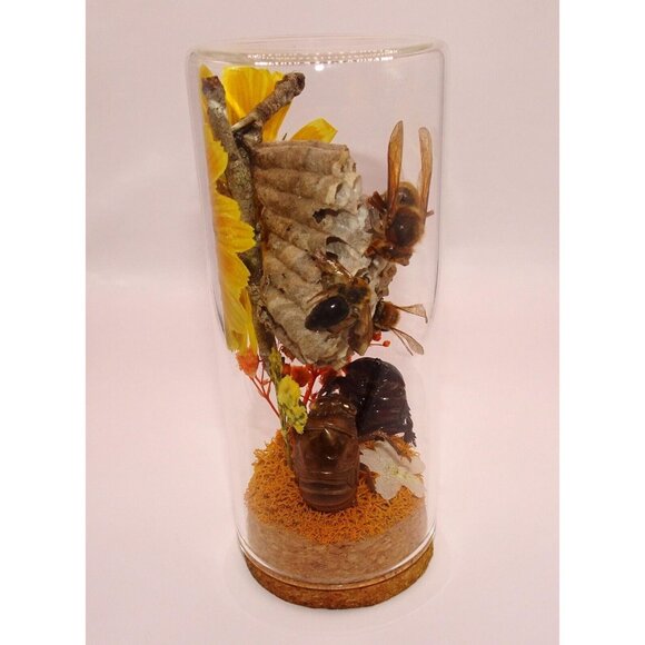Wasp Nest Hornet Bees Rhinoceros Beetle Cicada Skin Oddity Jar flowers taxidermy - Picture 5 of 13